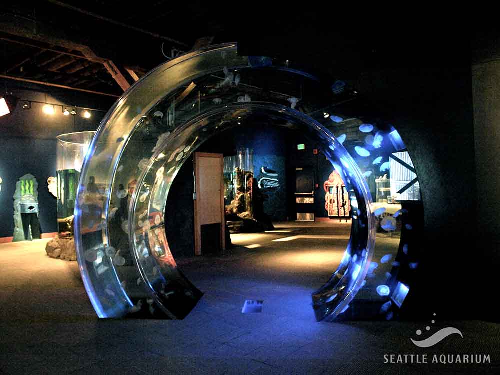 Ring of Life - Moon Jellies (Credit: Seattle Aquairum)