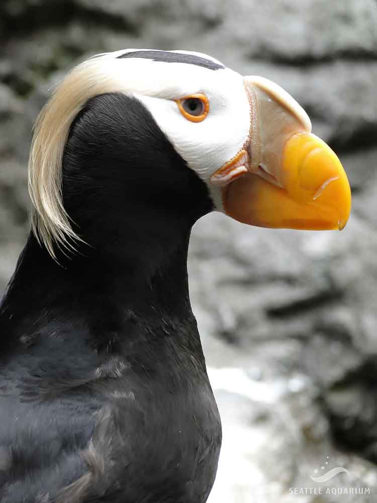 Tufted Puffin - Georgia Aquarium