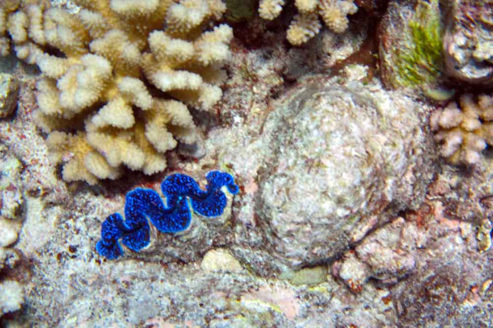 Blue Giant Clam