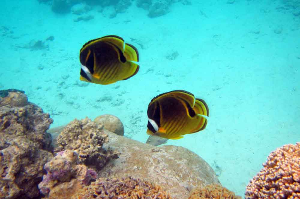 Butterfly fish 