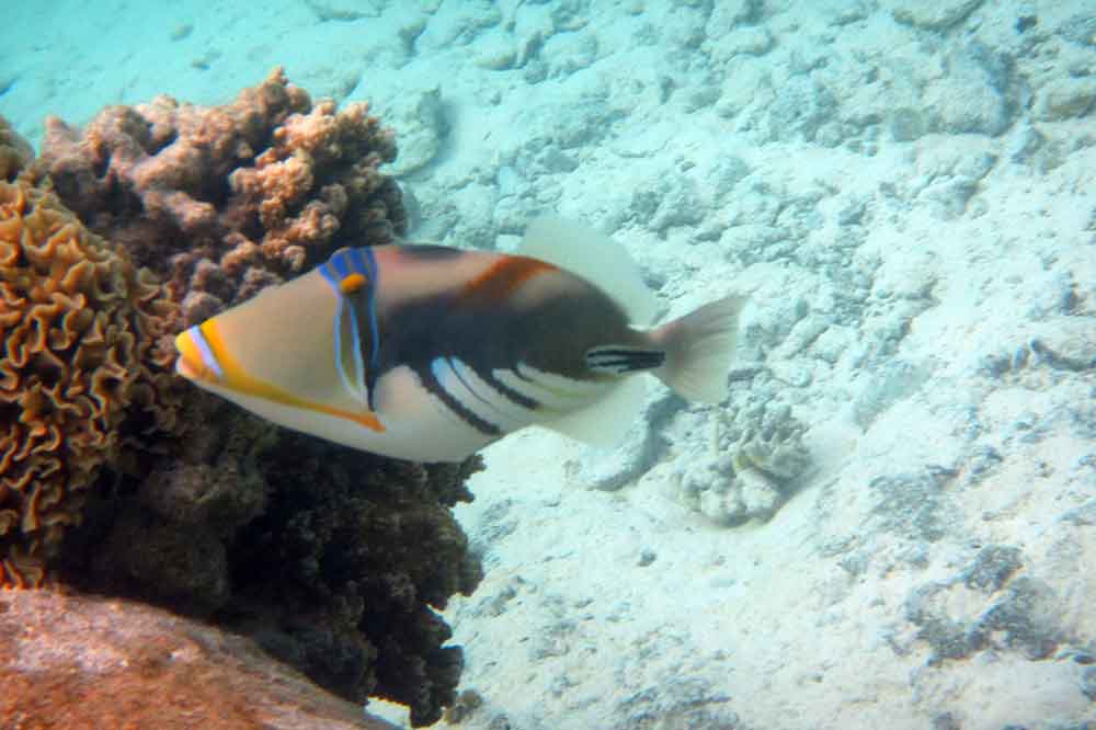 I had never seen a Picasso Triggerfish before... Now it's one of my favorites; so colorful!