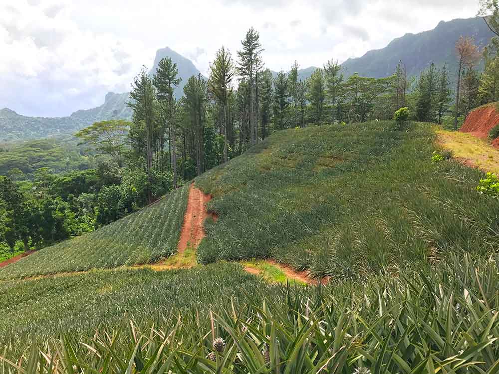 One of Moorea's many pineapple fields.