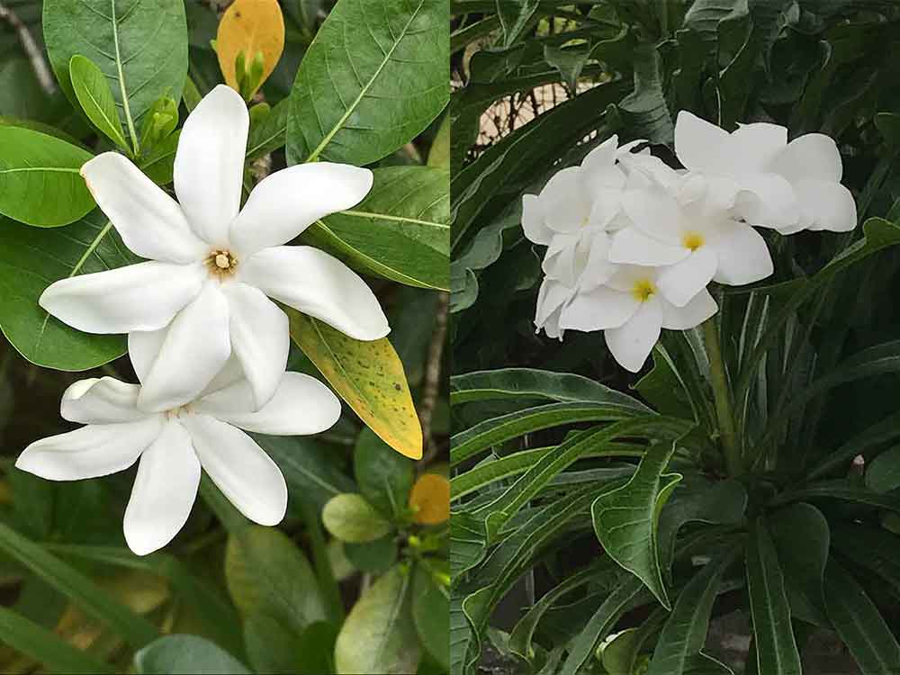The tiare flower, known as the Tahitian gardenia, is a symbol of French Polynesia.