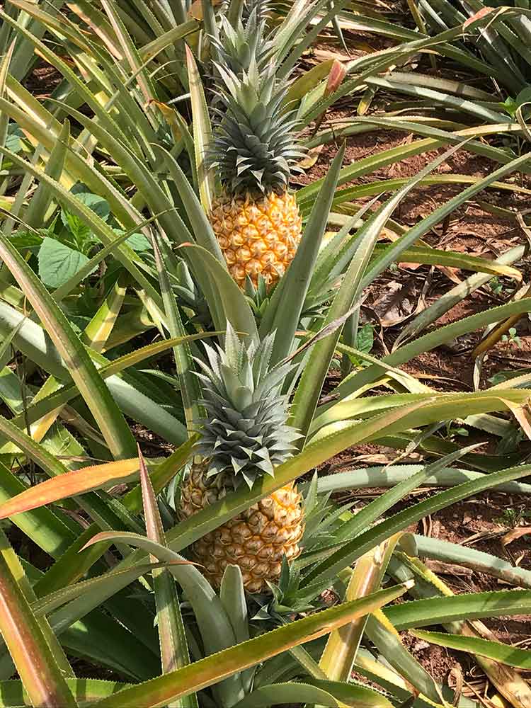 Two pineapples - Moorea