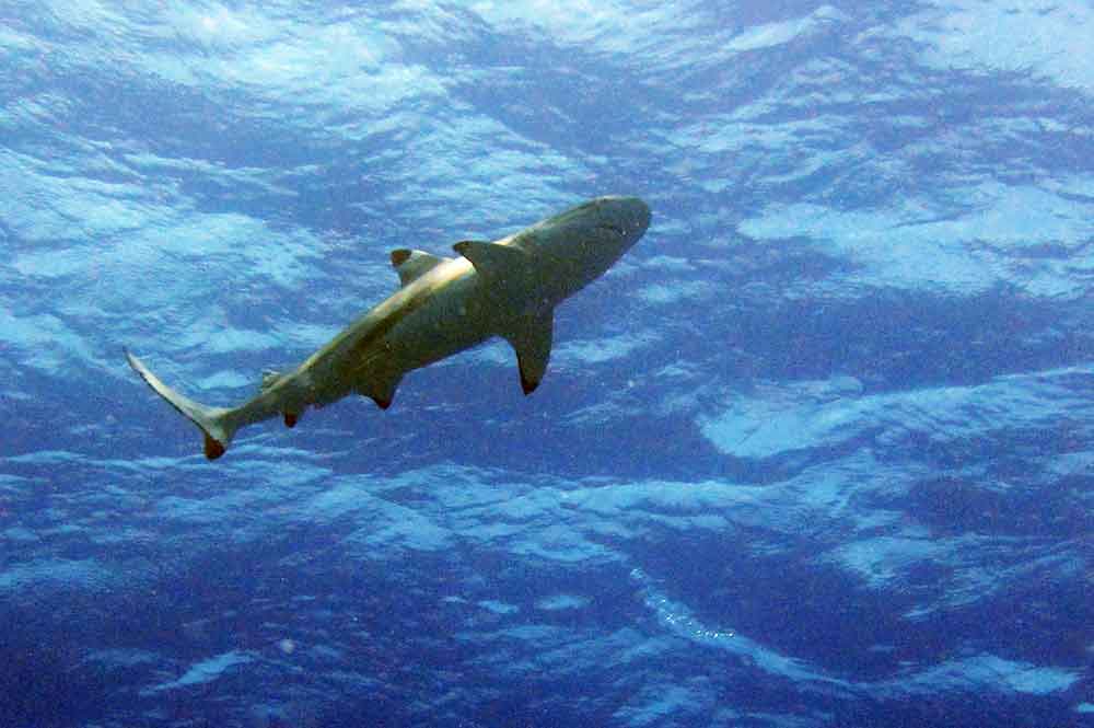 Black tip reef shark