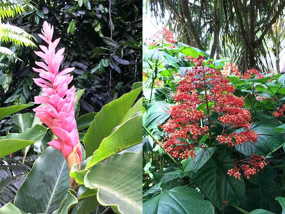Tahiti flowers at Vaipahi Gardens