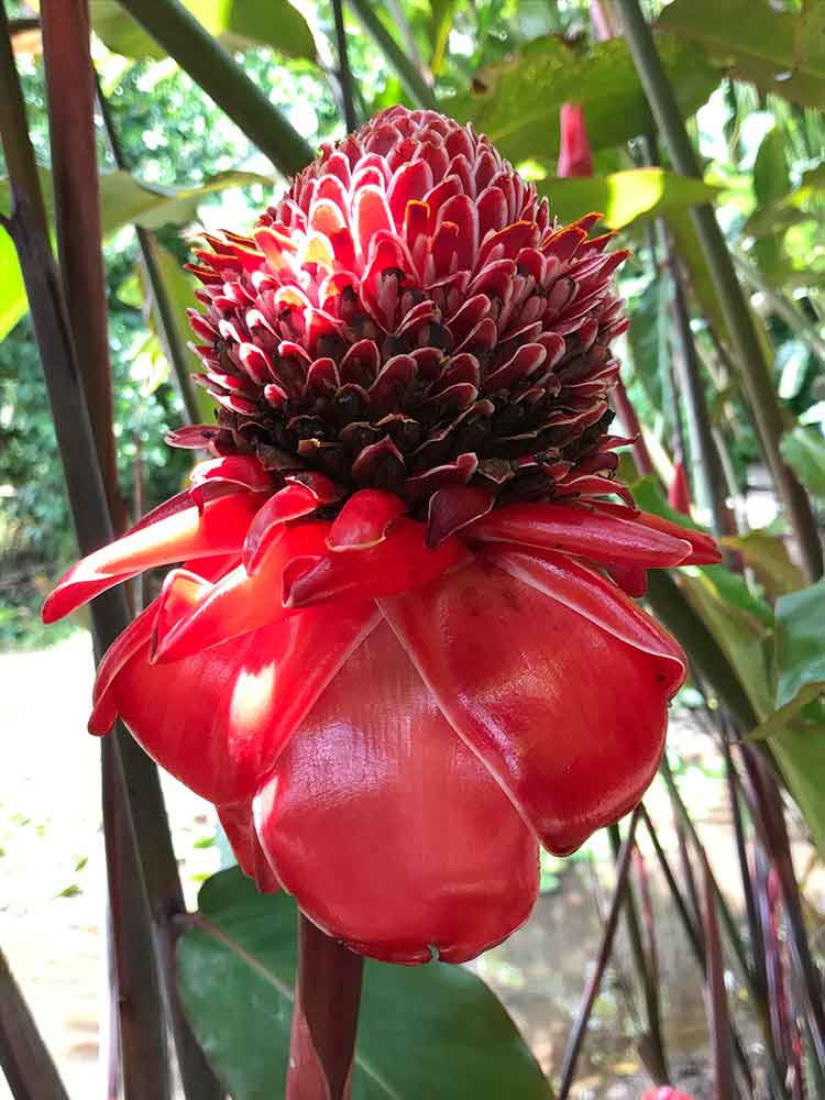 Red torch ginger Tahiti