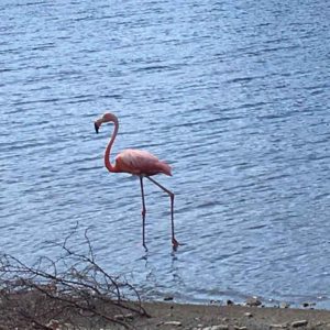 Flamingo, Washington Slagbaai National Park