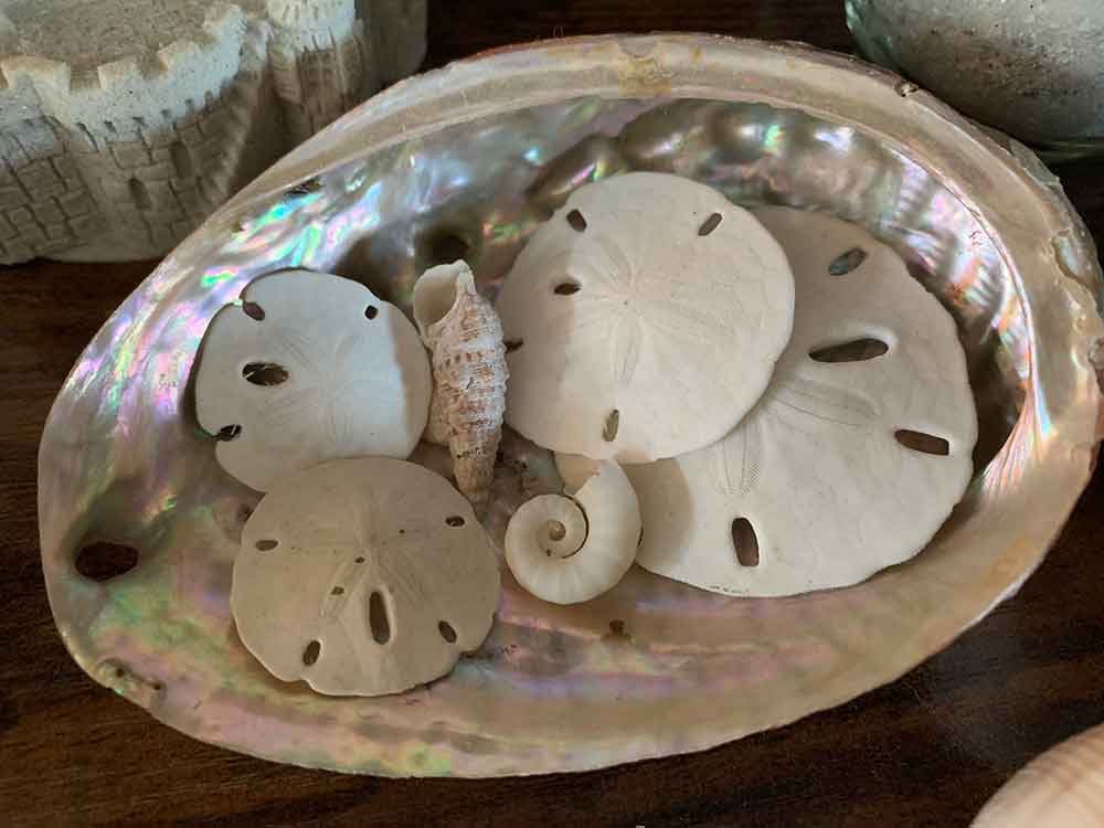 Fun Ways to Display Sand Dollars