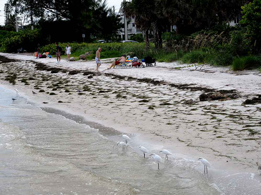 Anna Maria City Pier Beach