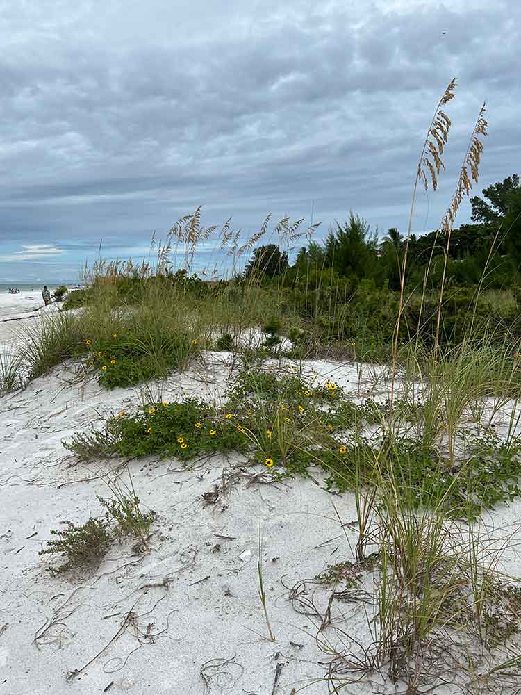 Sea oats and flowers on the dunes, Manatee Beach