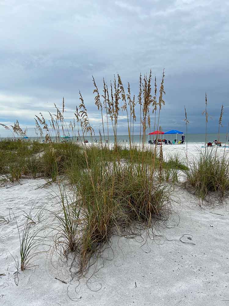 Sea oats and sand dunes, Manatee Beach