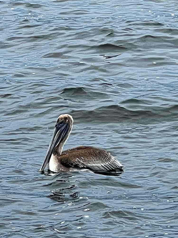 Pelican at Anna Mary City Beach