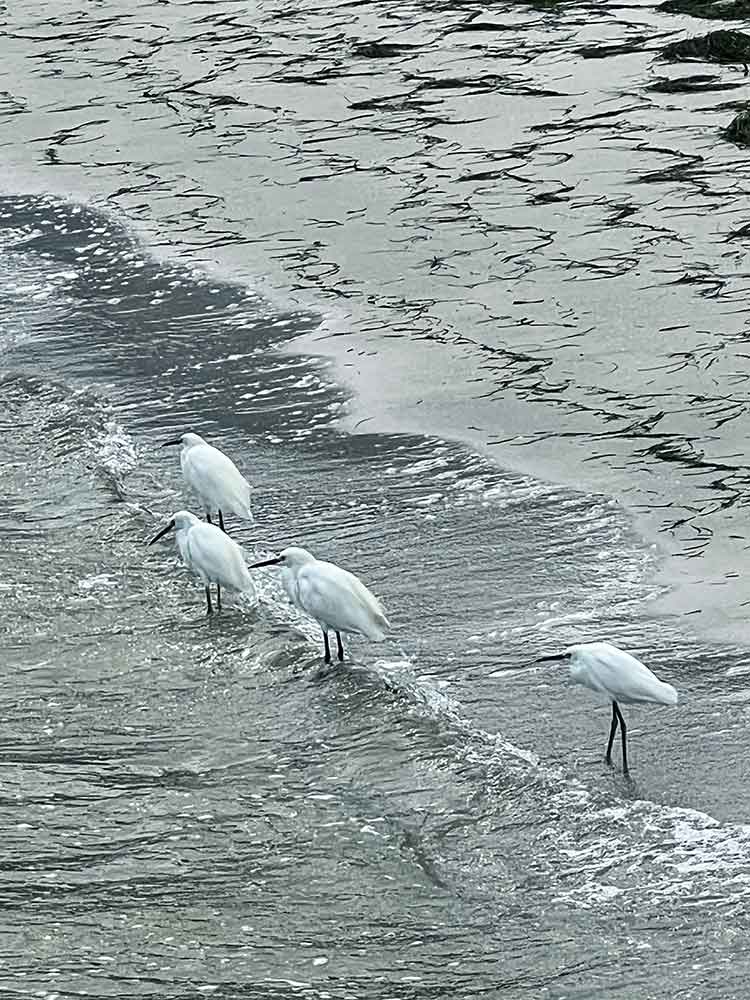 White egrets at shore - Anna Maria City Beach