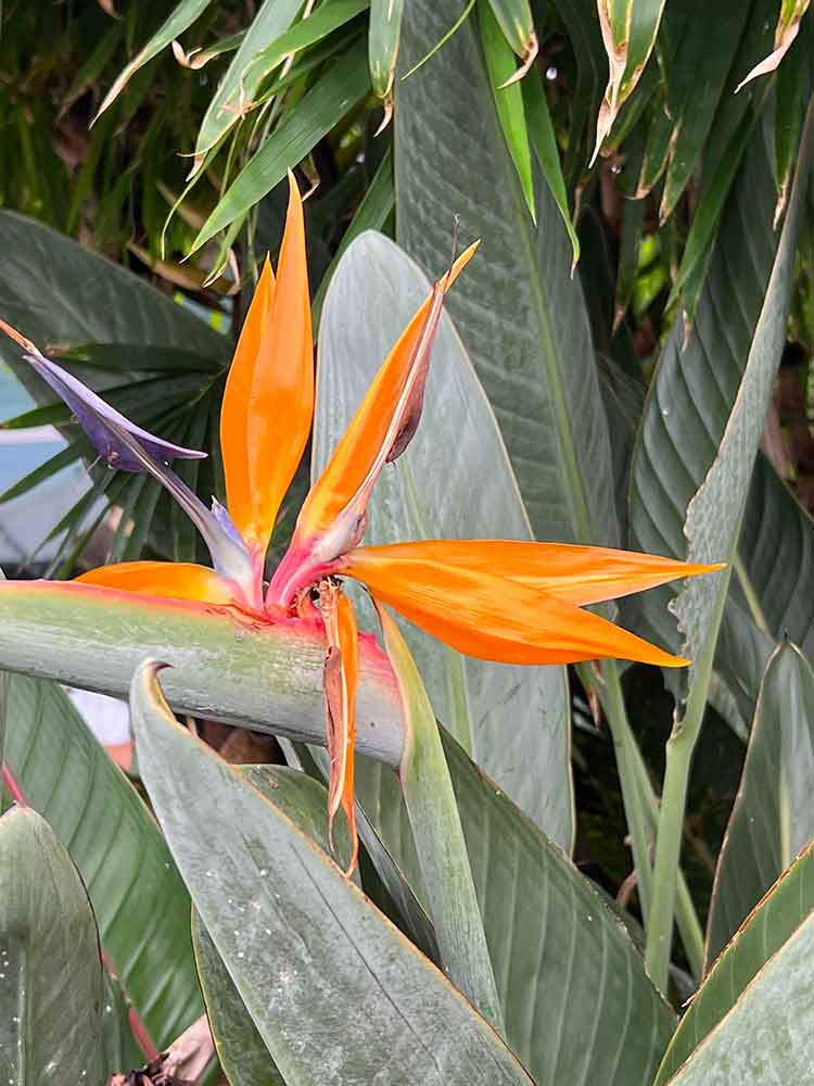Bird of Paradise at Swordfish Grill