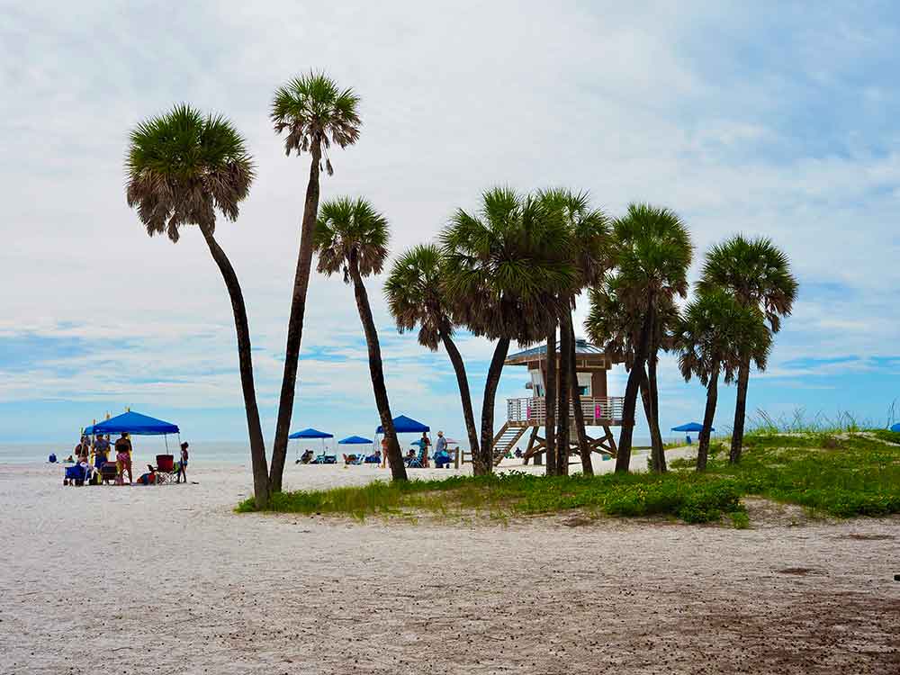 Coquina Beach palm trees