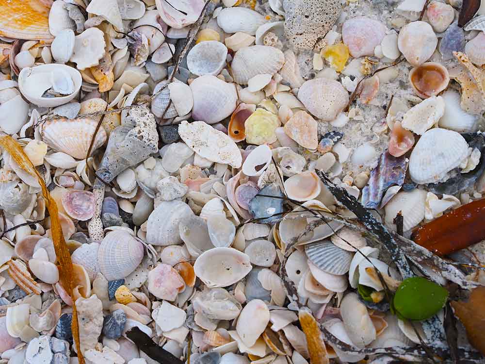Seashells on Coquina Beach