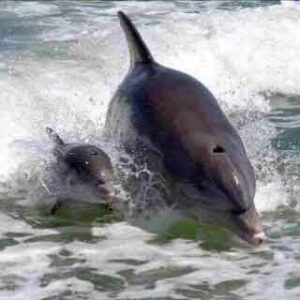 Dolphins Paradise Boat Tours
