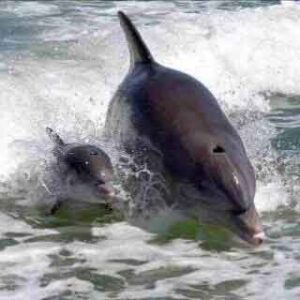 Dolphins Paradise Boat Tours