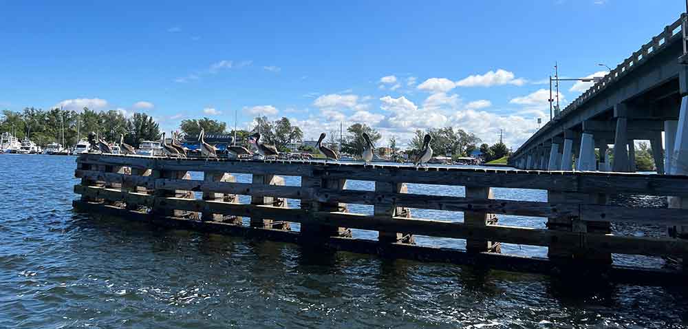 Pelicans lined up on bridge