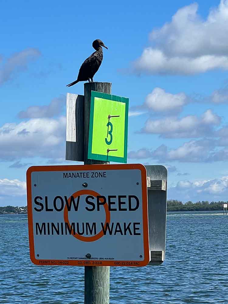 Cormorant on Slow Speed sign
