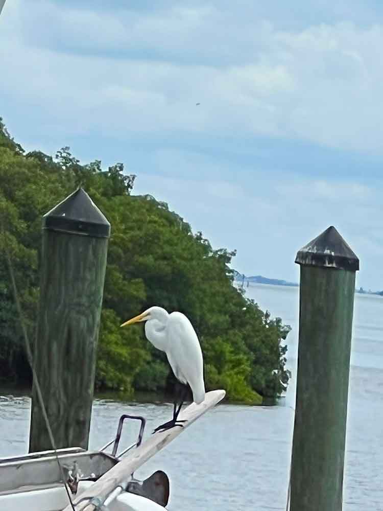 White egret overlooking Sarasota Bay