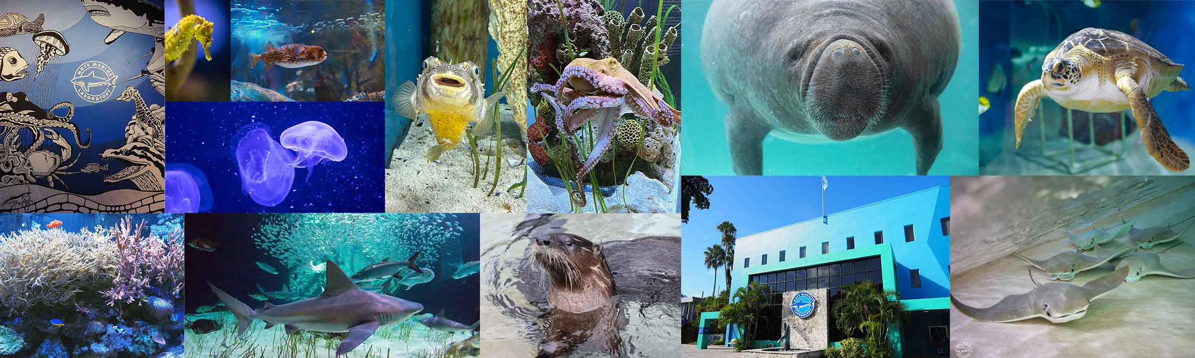 Banner Image Mote Marine Laboratory and Aquarium