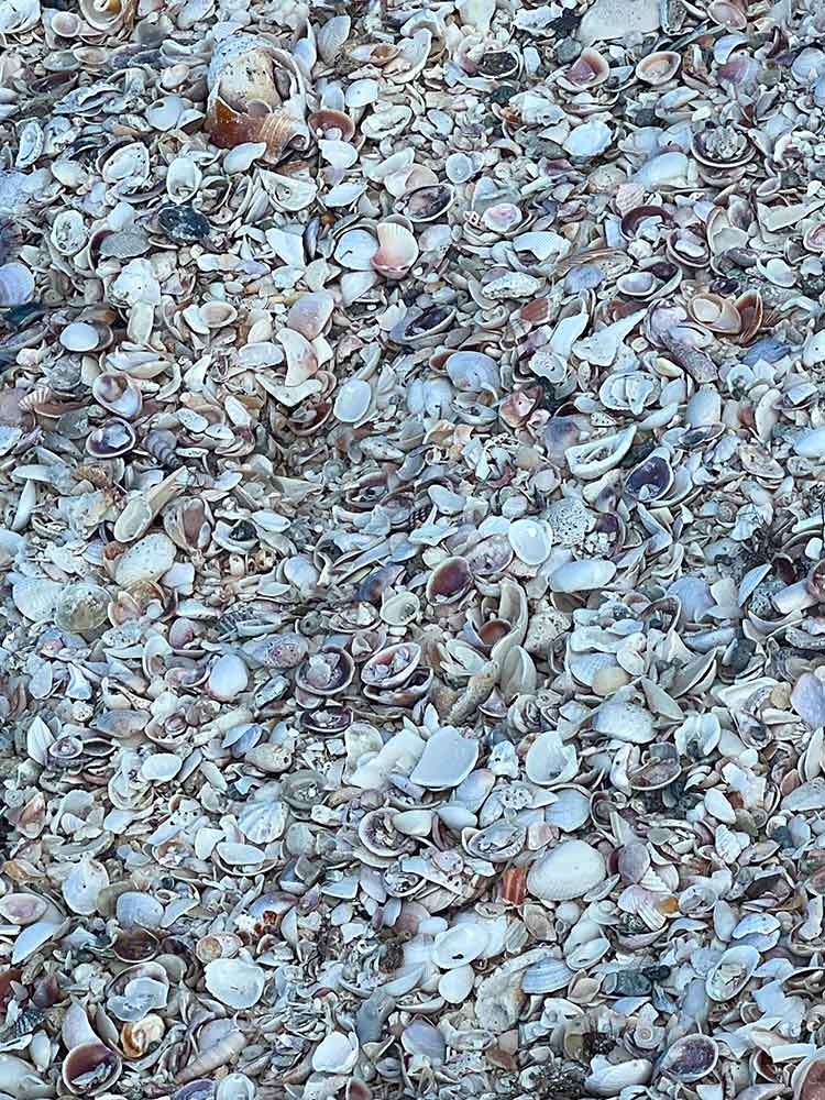 Shells on Lido Beach