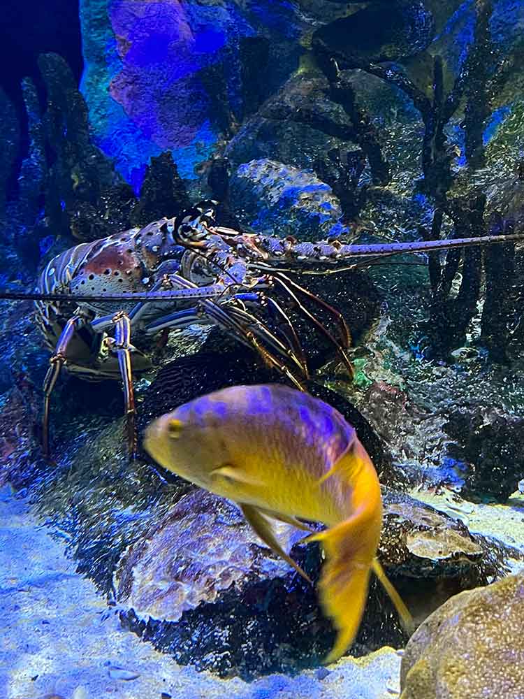 Mote Aquarium Lobster and Fish