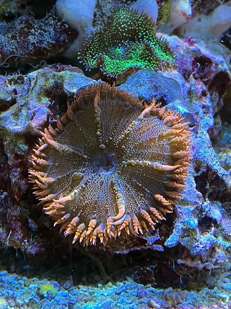 Anenome at Mote Marine Aquarium