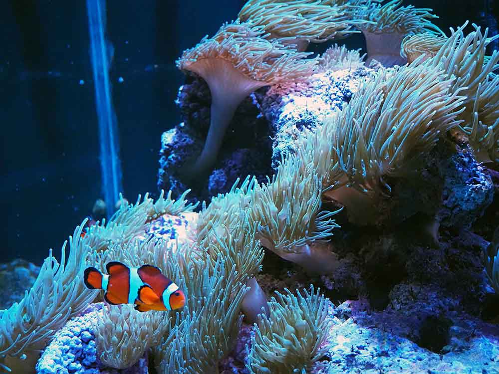 Clownfish Anenomes Mote Marine