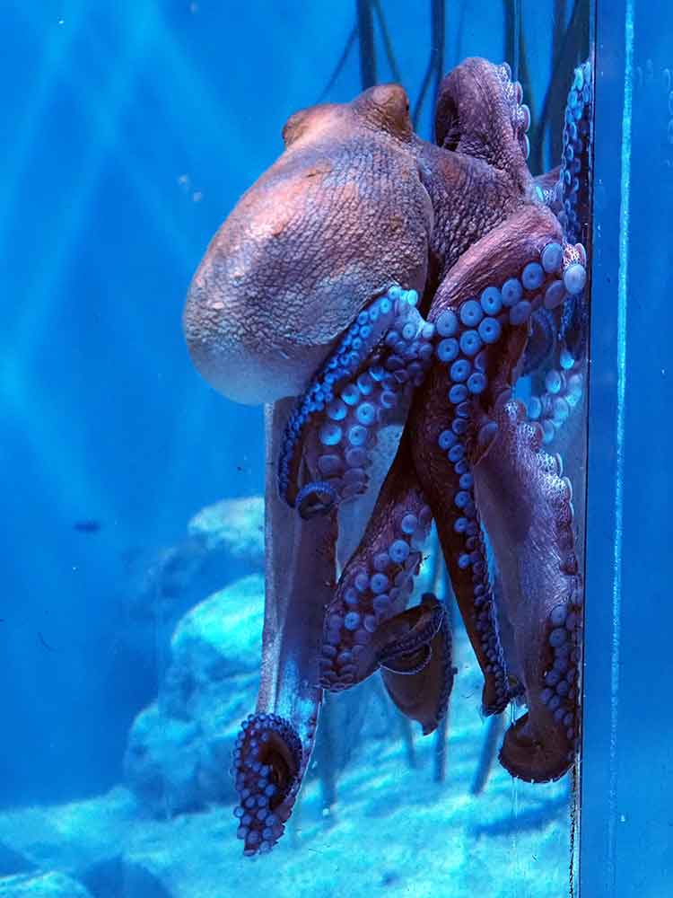 Octopus at Mote Marine