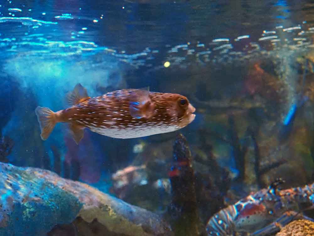 Porcupinefish Mote Marine