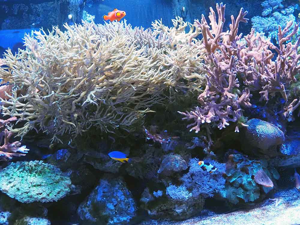 Coral Reef Scene Mote Marine
