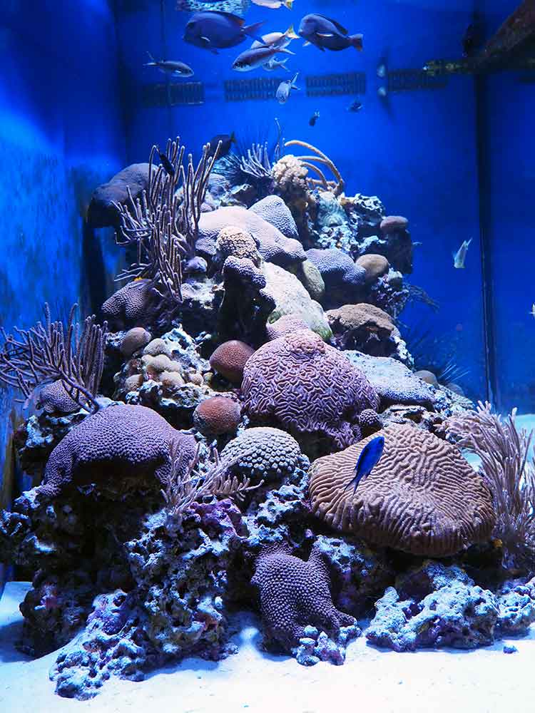 Coral scene Mote Marine