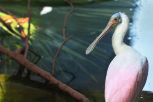 Mote Marine Roseate Spoonbill