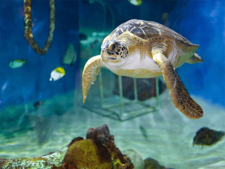 Indoor Oceans: Mote Marine Laboratory and Aquarium - Tropical Travel Girl