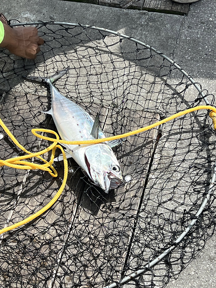 Fish in net caught on Navarre Pier