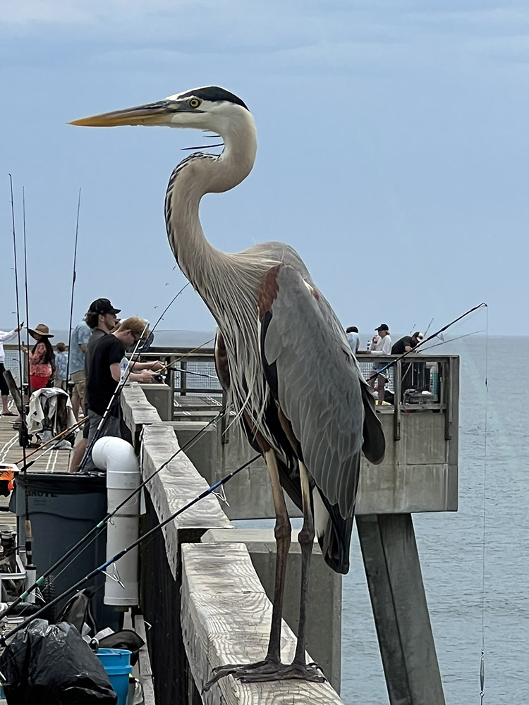 Fred the Great Blue Heron on Pier with fishermen in background