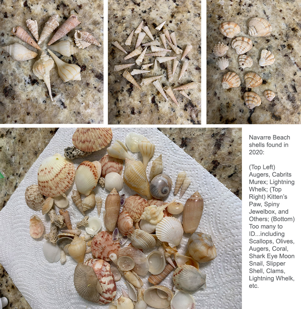 Collage photo of shells found on Navarre Beach, FL in 2020.