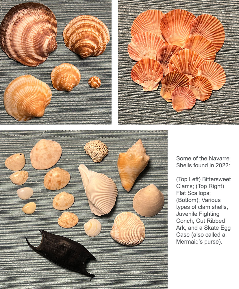 Collage photo of shells found on Navarre Beach, FL in 2022.
