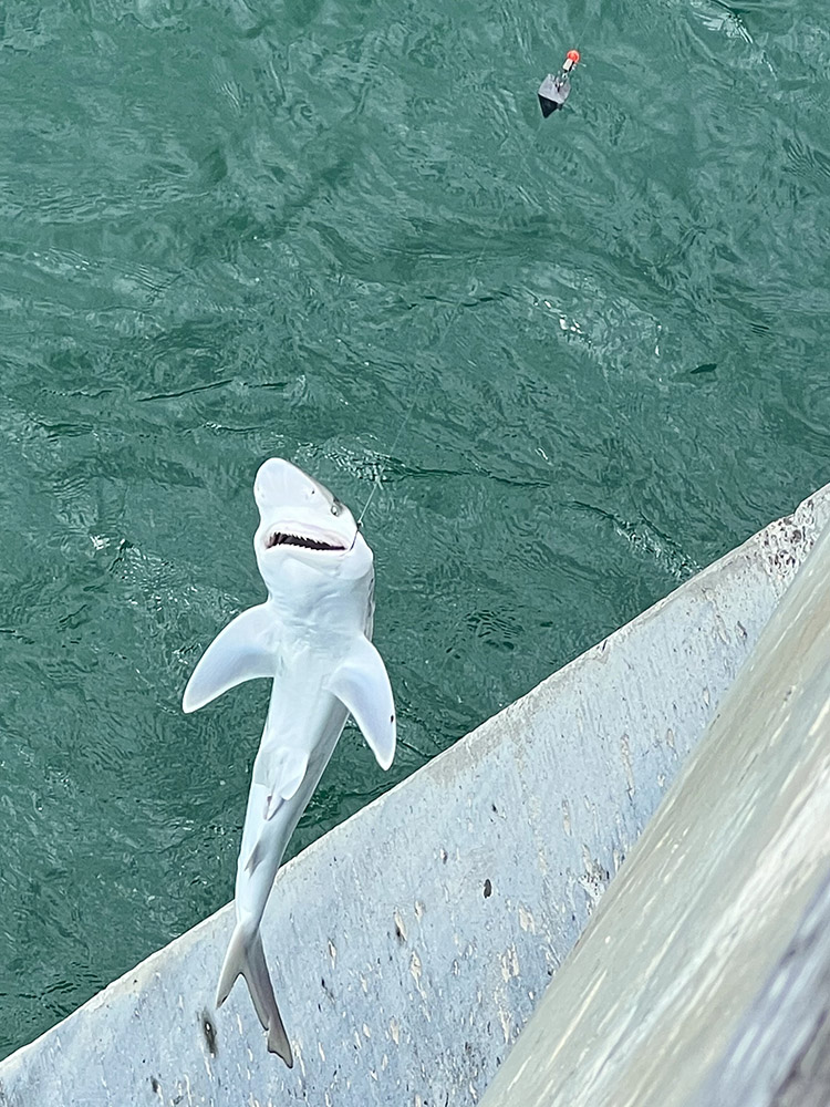 Baby shark caught from Navarre Pier