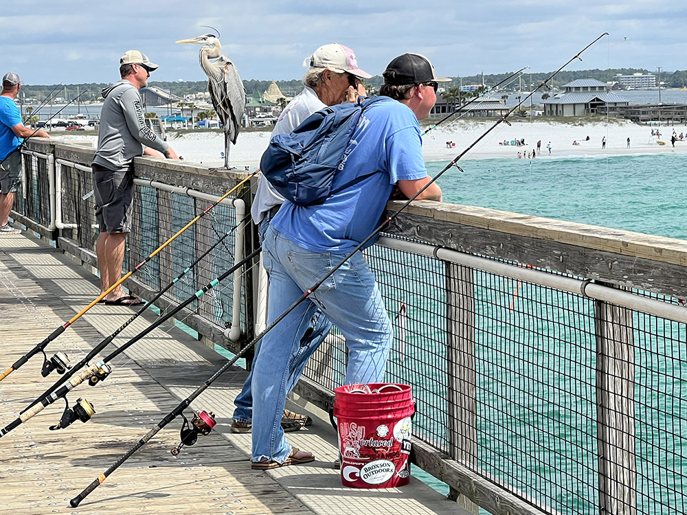 Navarre Pier men fishing and Fred the heron on railing
