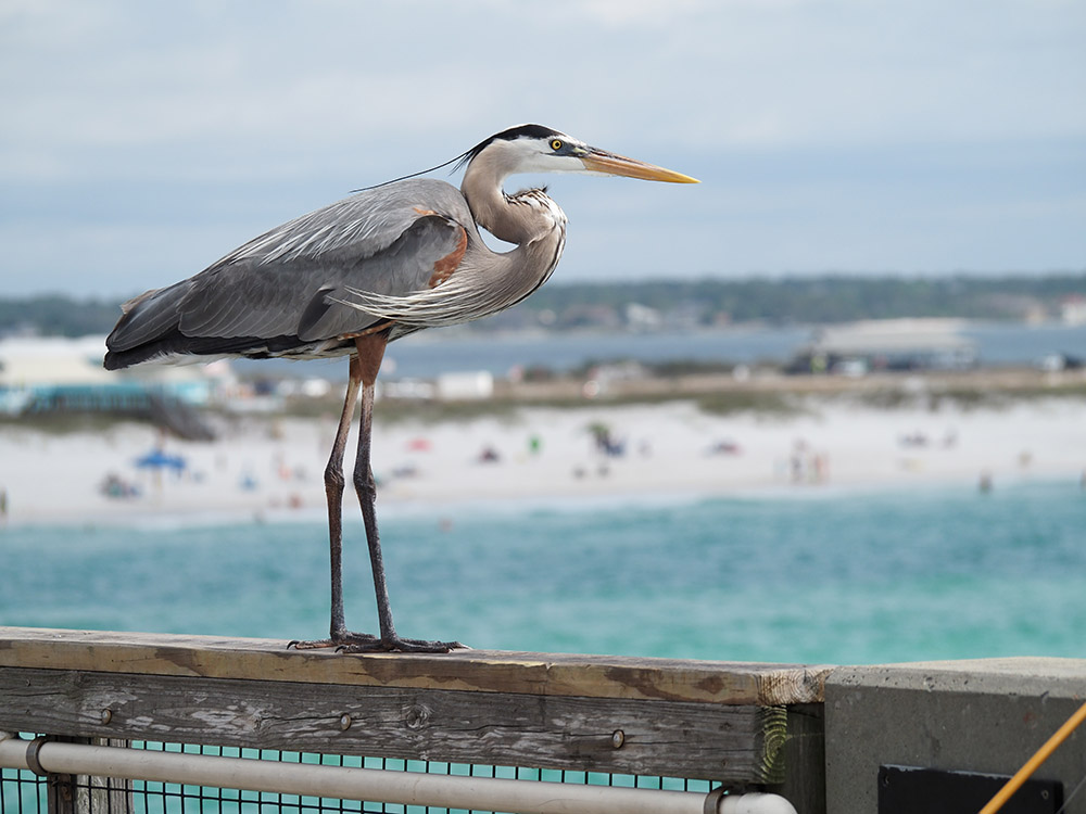 Fred the great blue heron on pier railing with Navarre Beach in background