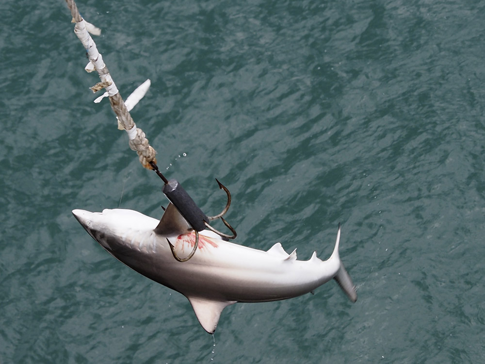 Shark hooked by fisherman on Navarre Pier