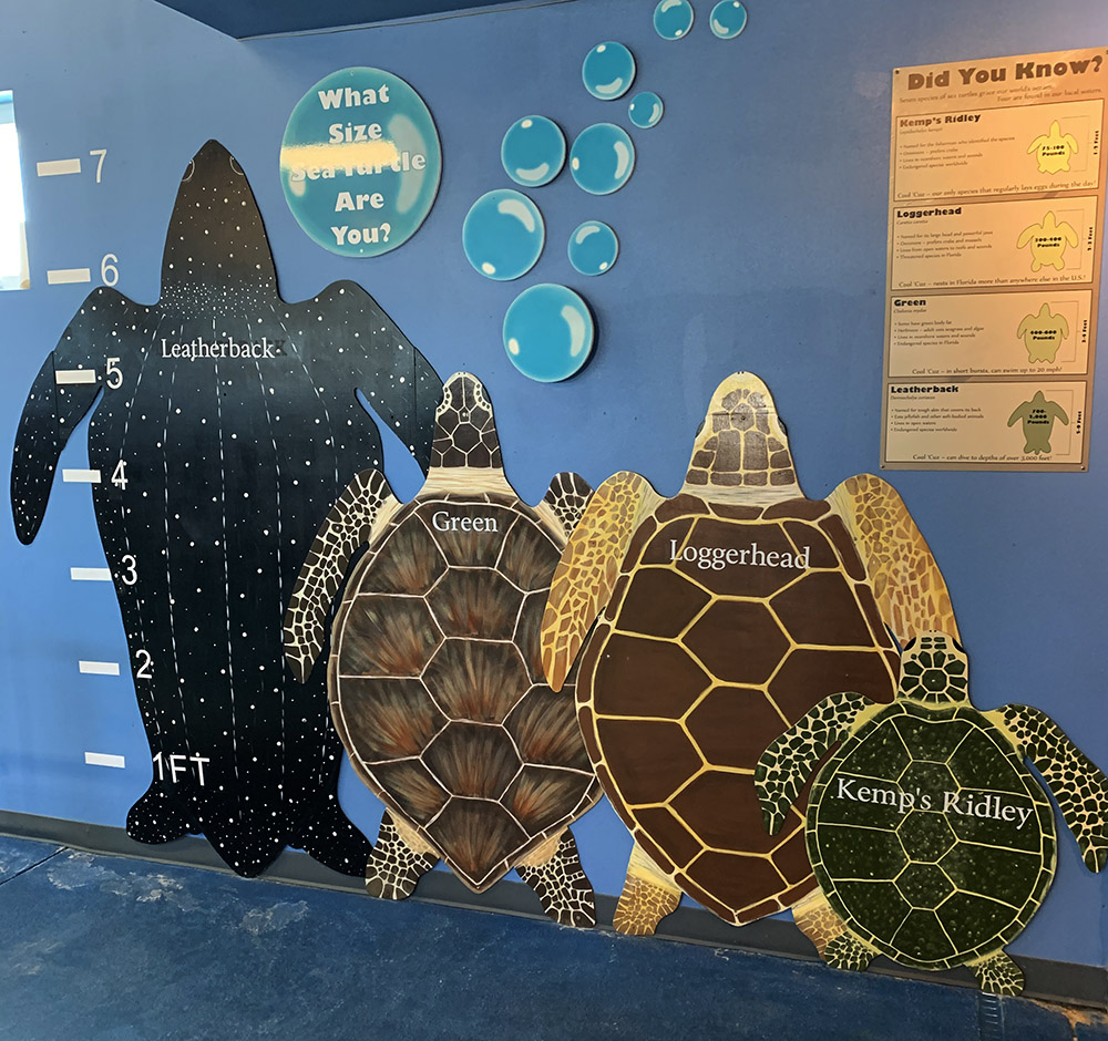 Navarre Turtle Conservation Center showing four types of turtles