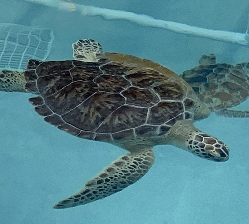 Navarre Turtle Conservation Center - Sweet Pea rescued turtle