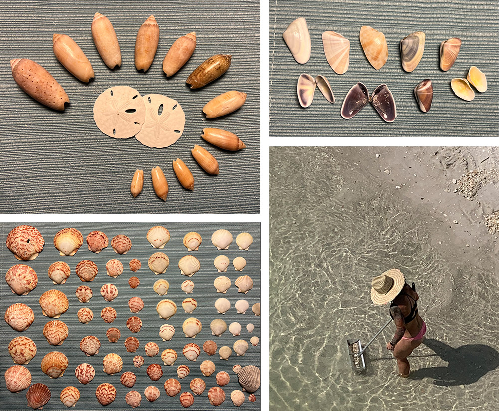 Collage photo of shells found on Navarre Beach in 2022 including lady finding shells.