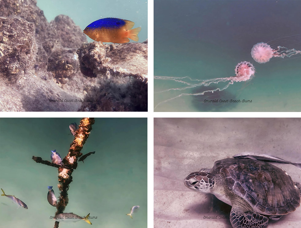 Four photos taken on Navarre reef, including a damselfish, two sea nettle jellyfish, fish feeding on a rope marker on the reef, and a sea turtle with remora. Credit: Emerald Coast Beach Bums