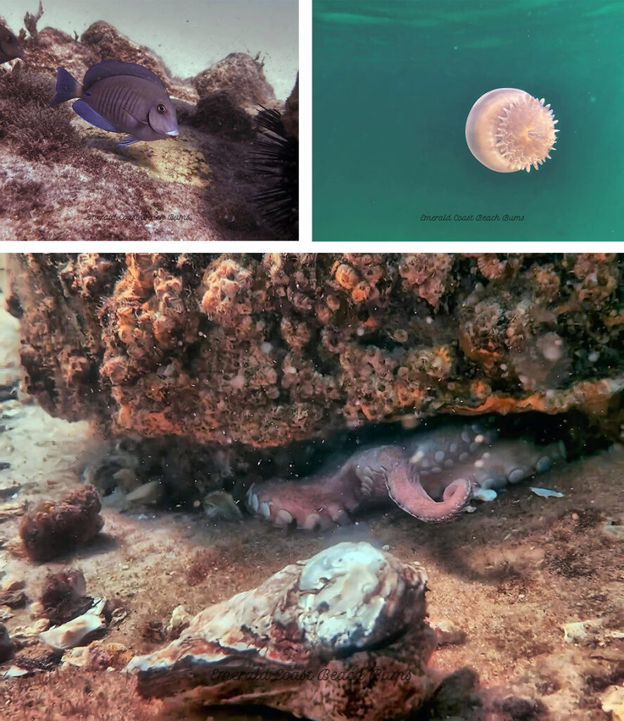 Three photos taken on Navarre Reef of blue tang, cannonball jelly and octopus under coral. Credit Emerald Coast Beach Bums